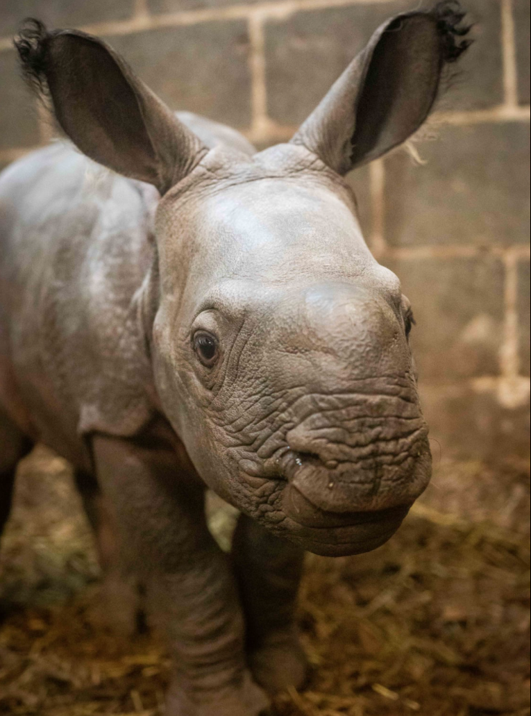 You are currently viewing The Buffalo Zoo Welcomes A Baby Rhino
